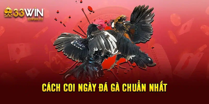 Cách coi ngày đá gà chuẩn nhất