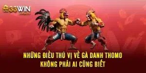 Những Điều Thú Vị Về Gà Danh Thomo Không Phải Ai Cũng Biết